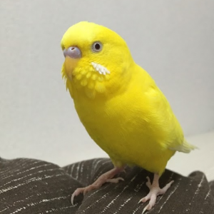 y_tanaka